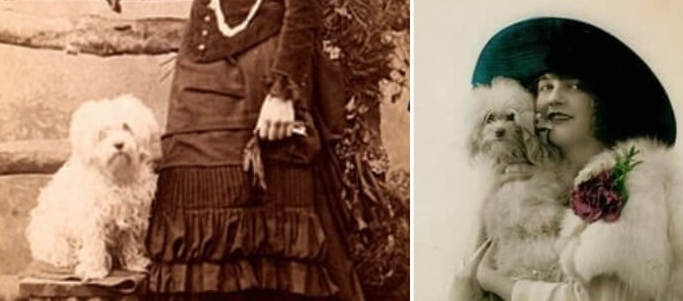 Copia de surgimiento-del-bichón-frisé-estándar